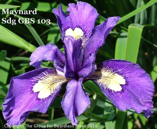 Maynard Sdg GBS 103 (1)